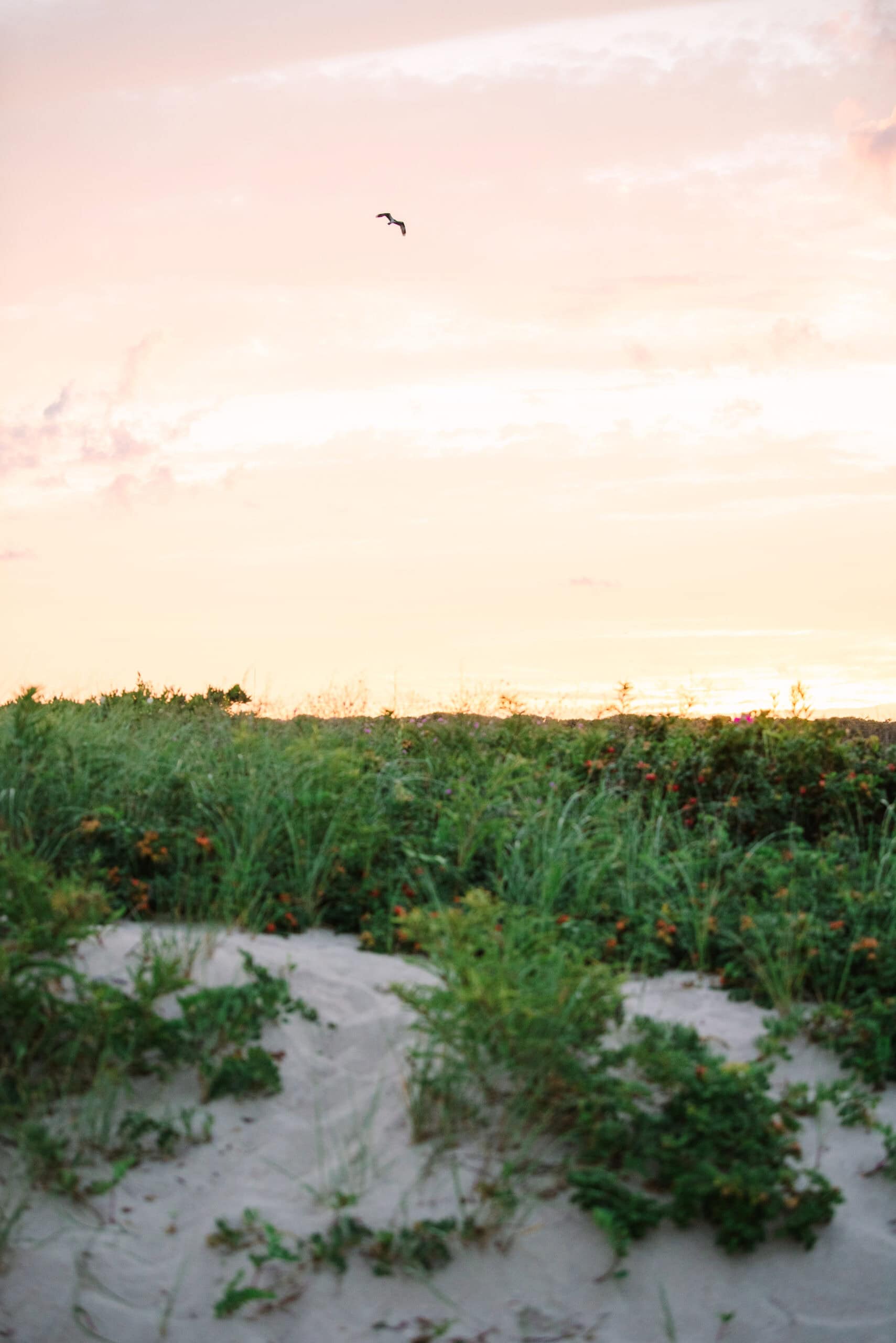 vertical landscape photo of seagull flying over menahaunt beach dunes in falmouth massachusetts