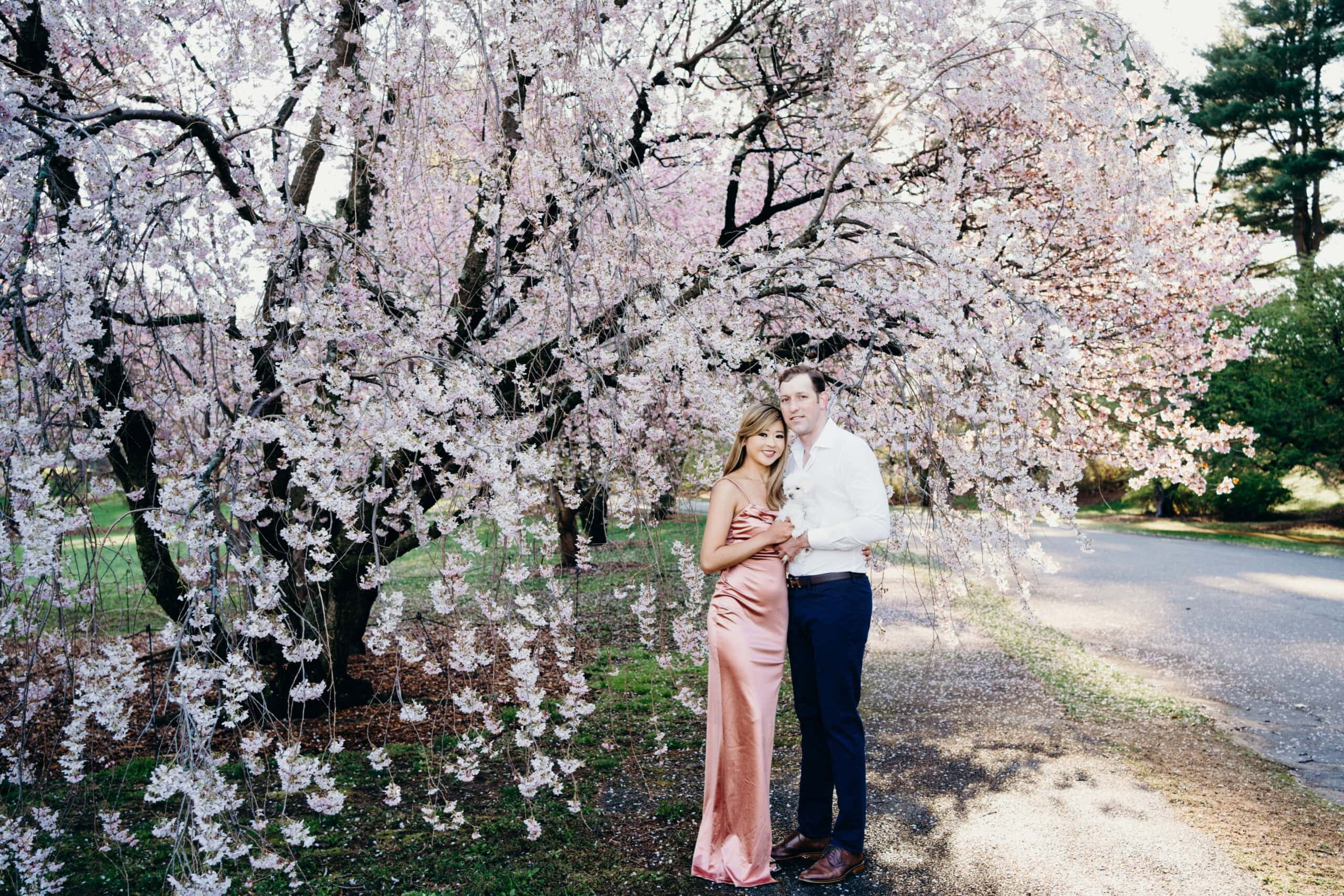 engaged couple holding their dog in front of a flowering tree during their cherry blossom engagement session in the arnold arboretum